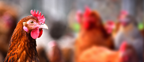 Poulets Bio Halal
