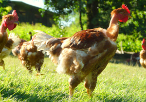 Volaille plein air Bordeaux, poulet fermier, volaille dinde éleveur local