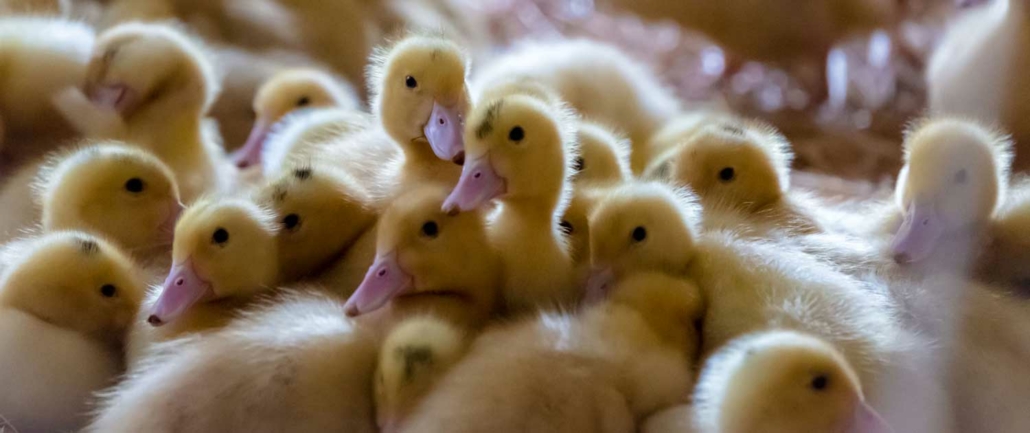 Nous vous présentons - ferme de vicary : foie gras halal
